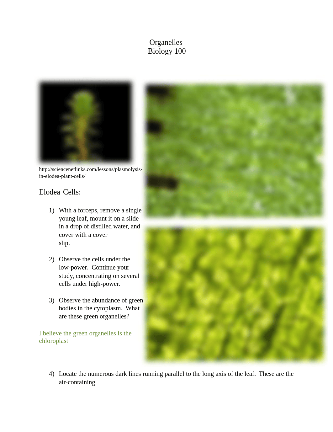 NEW Organelles.pdf_drcm1qq6tjy_page1