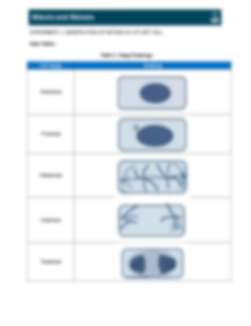 GB_1655_L06_MitosisAndMeiosis - Lili.docx_drcnioquwdt_page3