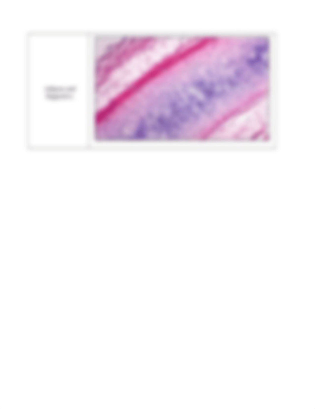 Histology_Slide_Supplemental_Document_drd642499v7_page5