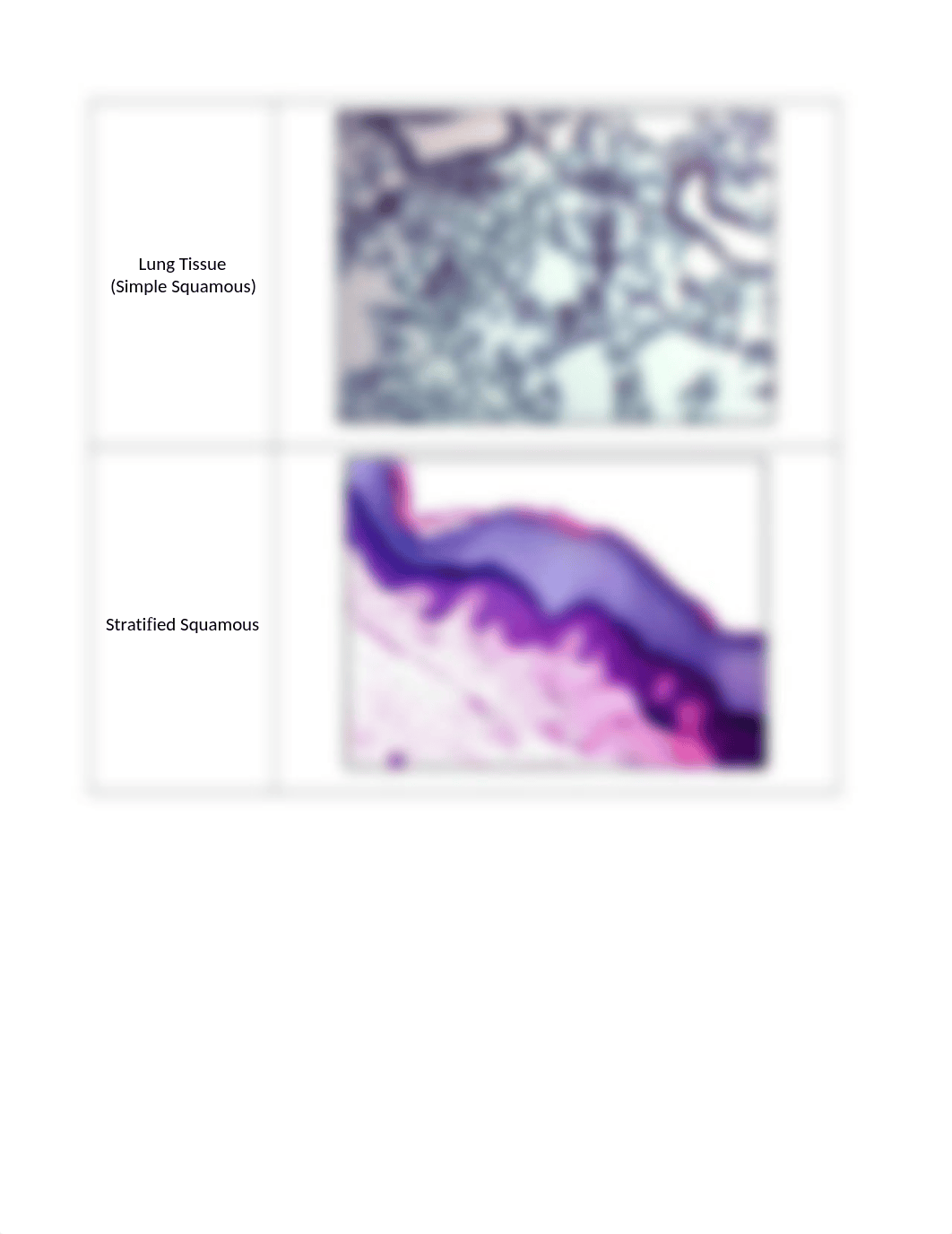 Histology_Slide_Supplemental_Document_drd642499v7_page2