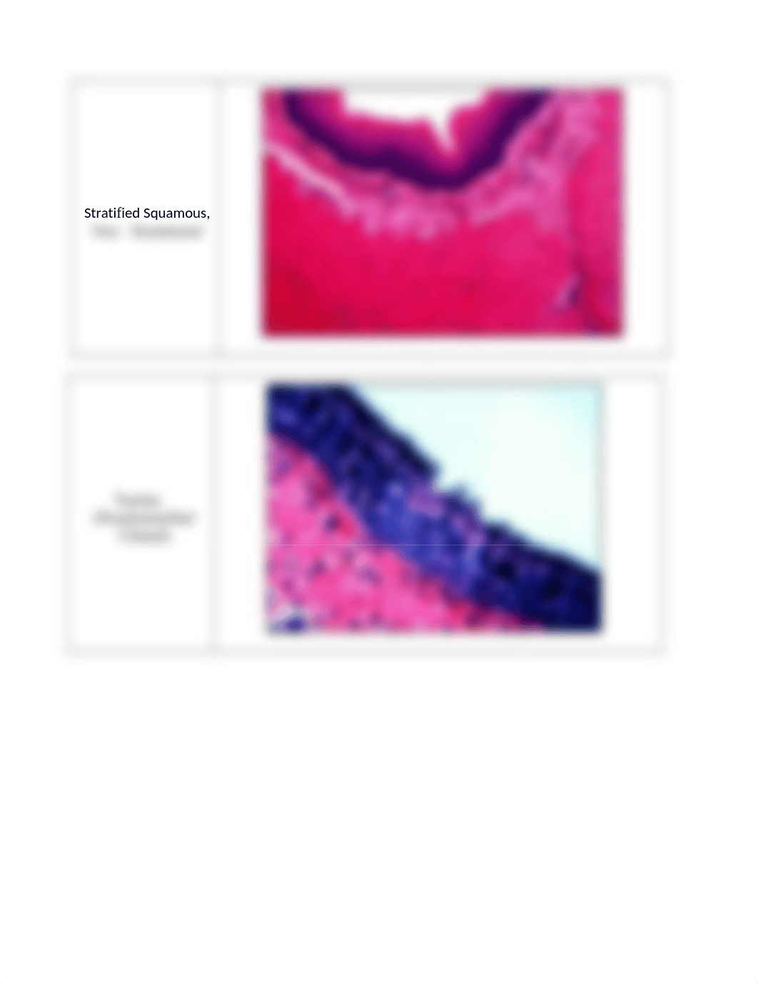 Histology_Slide_Supplemental_Document_drd642499v7_page3