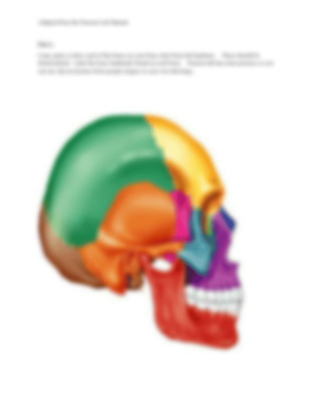 Axial Bones Post Lab Handout.docx_drd64oxqfvm_page2