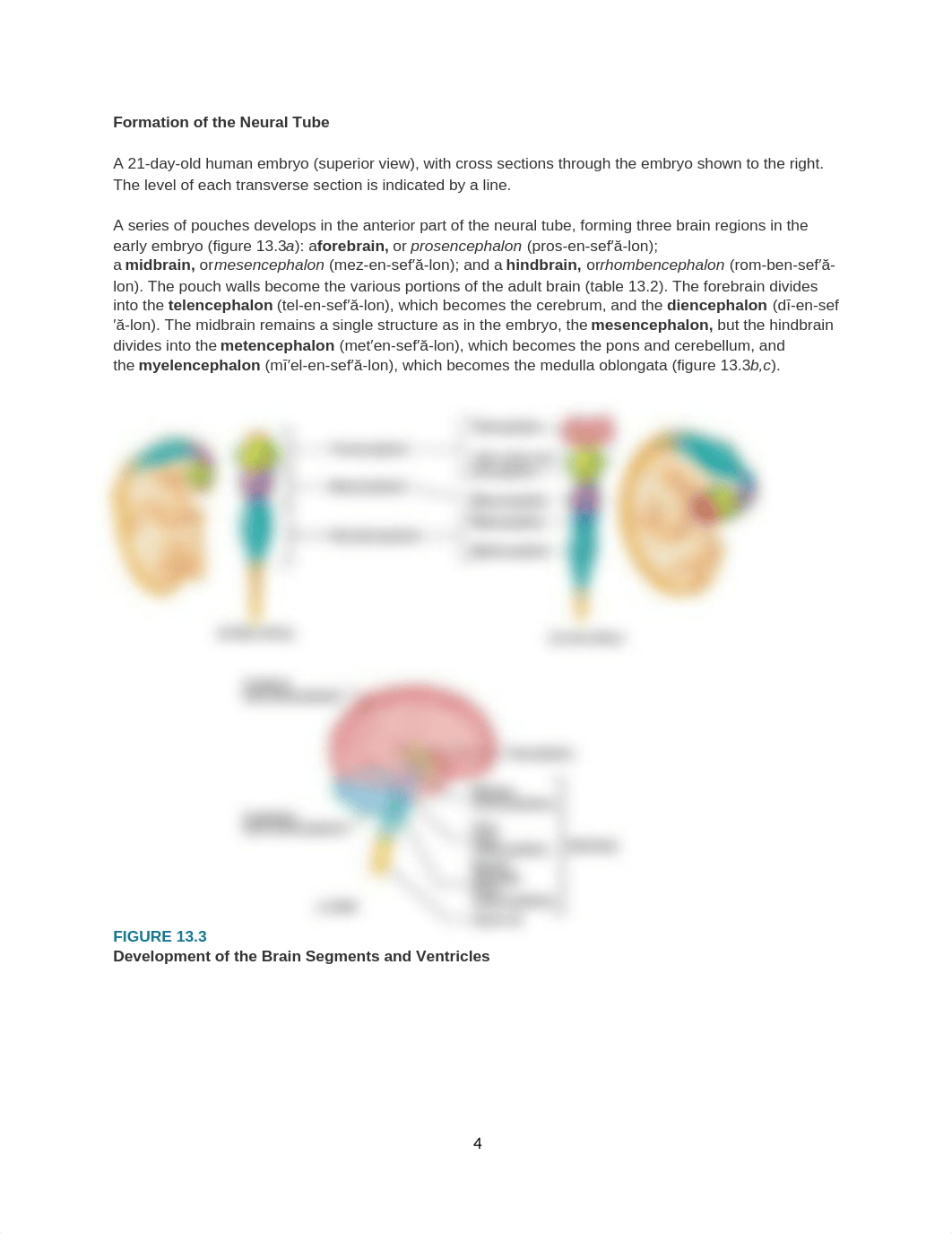 Chapter 13 - Brain and Cranial Nerves.docx_drdfrfjanfs_page4