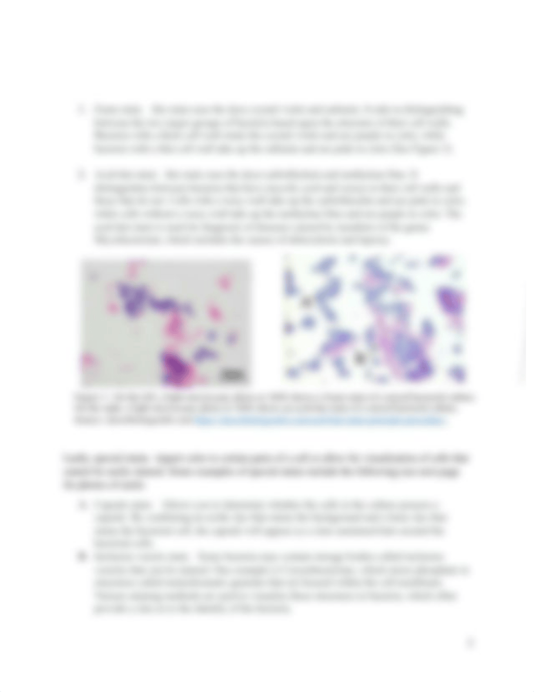 Lab 4 Bacterial Smears and Simple Staining ONLINE(1) (1).docx_dre42zz6y8a_page3