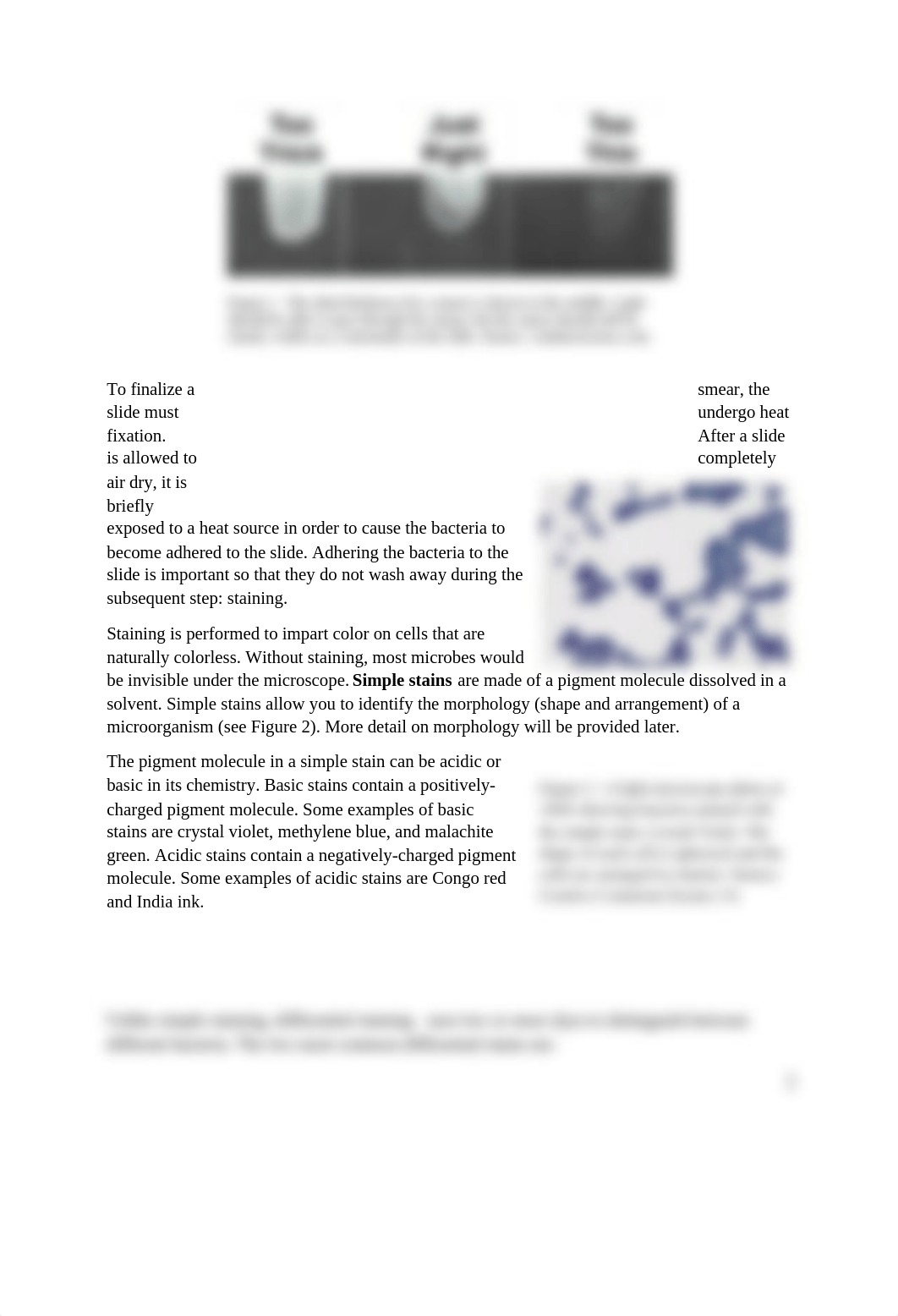 Lab 4 Bacterial Smears and Simple Staining ONLINE(1) (1).docx_dre42zz6y8a_page2