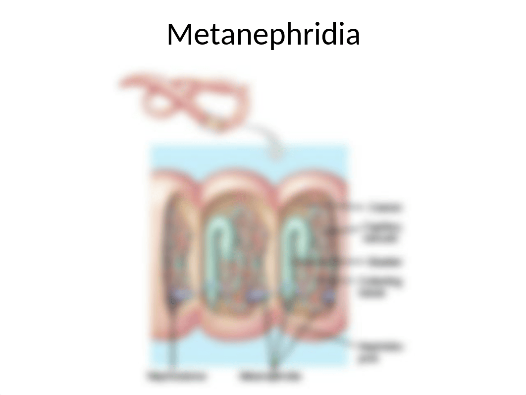 10Annelida.ppt_drfwn8gh7vk_page5