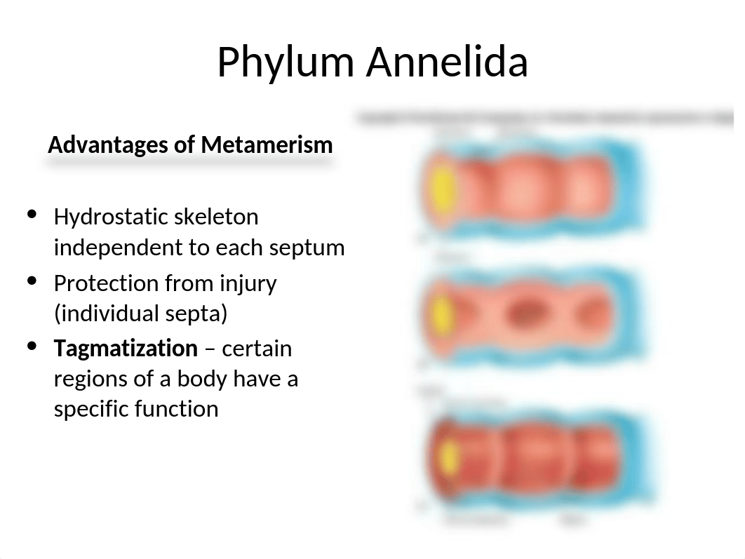 10Annelida.ppt_drfwn8gh7vk_page4