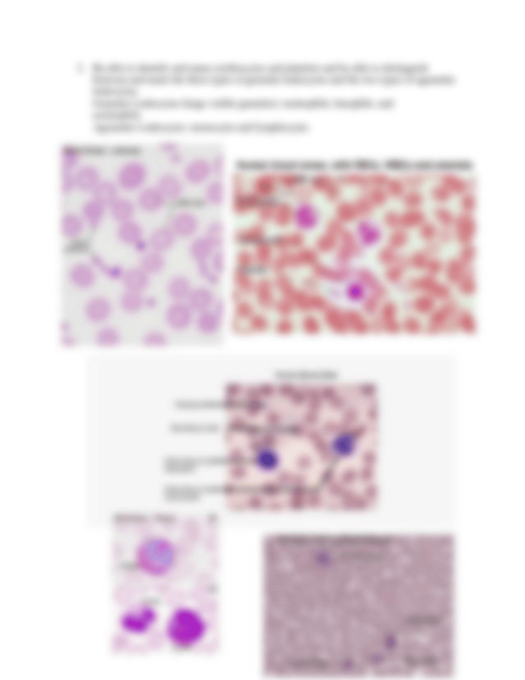 Anatomy 2- Lab Practical One Study Guide.docx_drg8cj0mlzh_page3