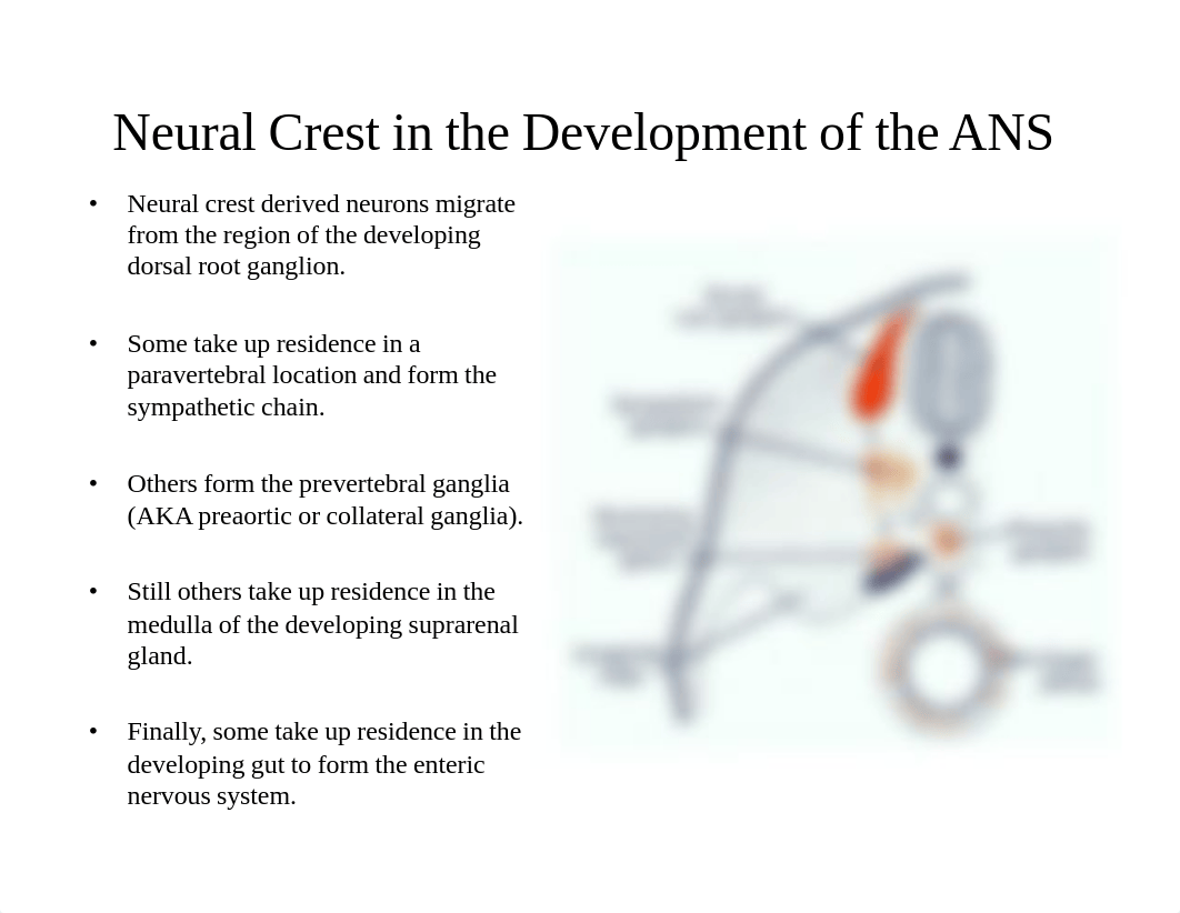 Autonomic Nervous System 2019.pdf_drg8o5c3ft2_page4