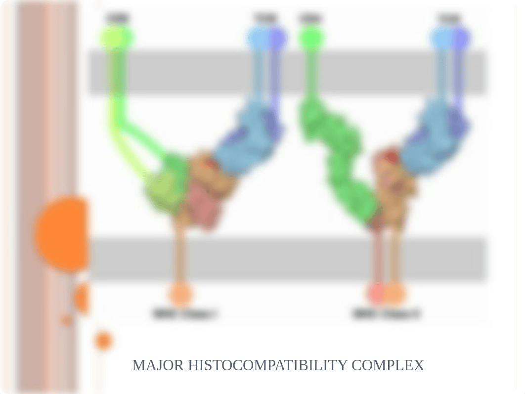 11 MHC-1_drgfdnjpyla_page1