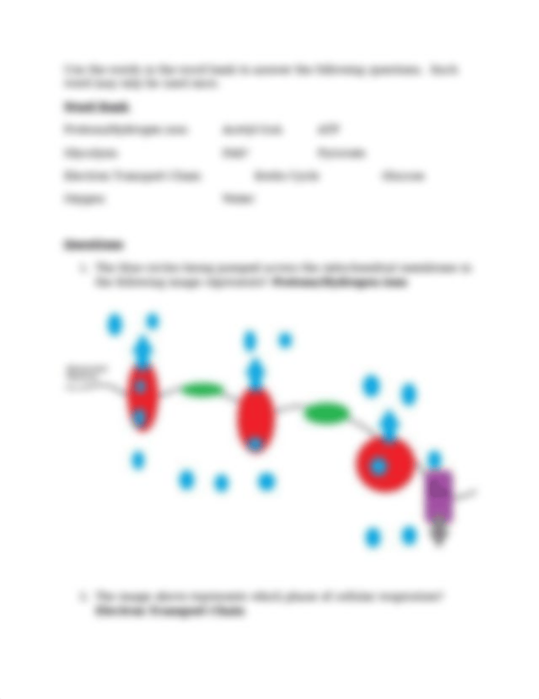 Assignment 3 (photosynthesis & cellular respiration) online (1)_driczjukuxr_page2