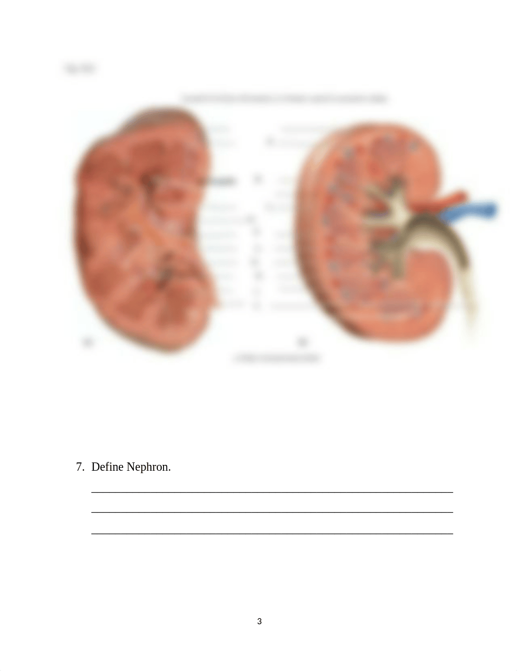 Chapter 16 Urinary System Worksheet(1).docx_driraahjliu_page3