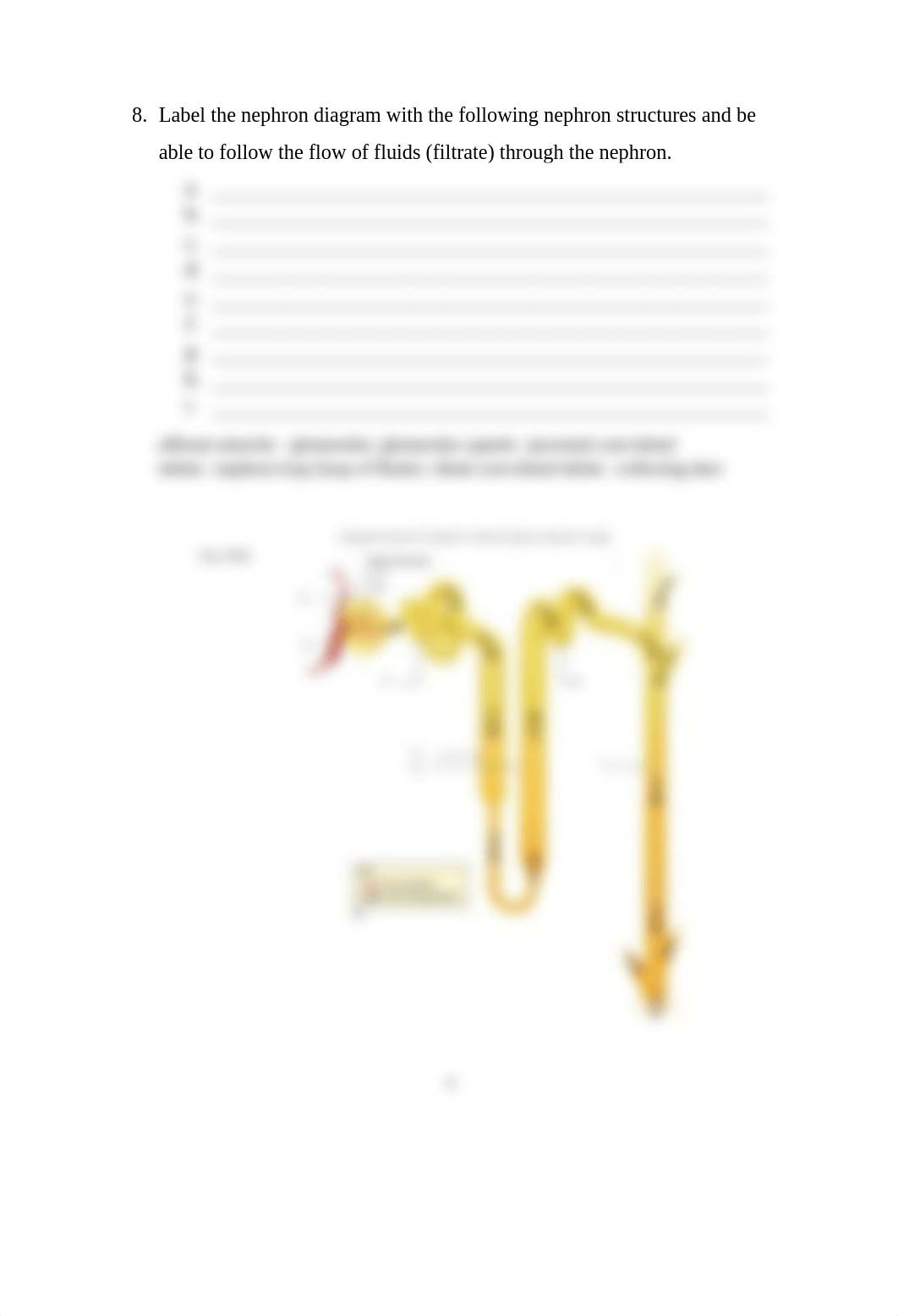 Chapter 16 Urinary System Worksheet(1).docx_driraahjliu_page4