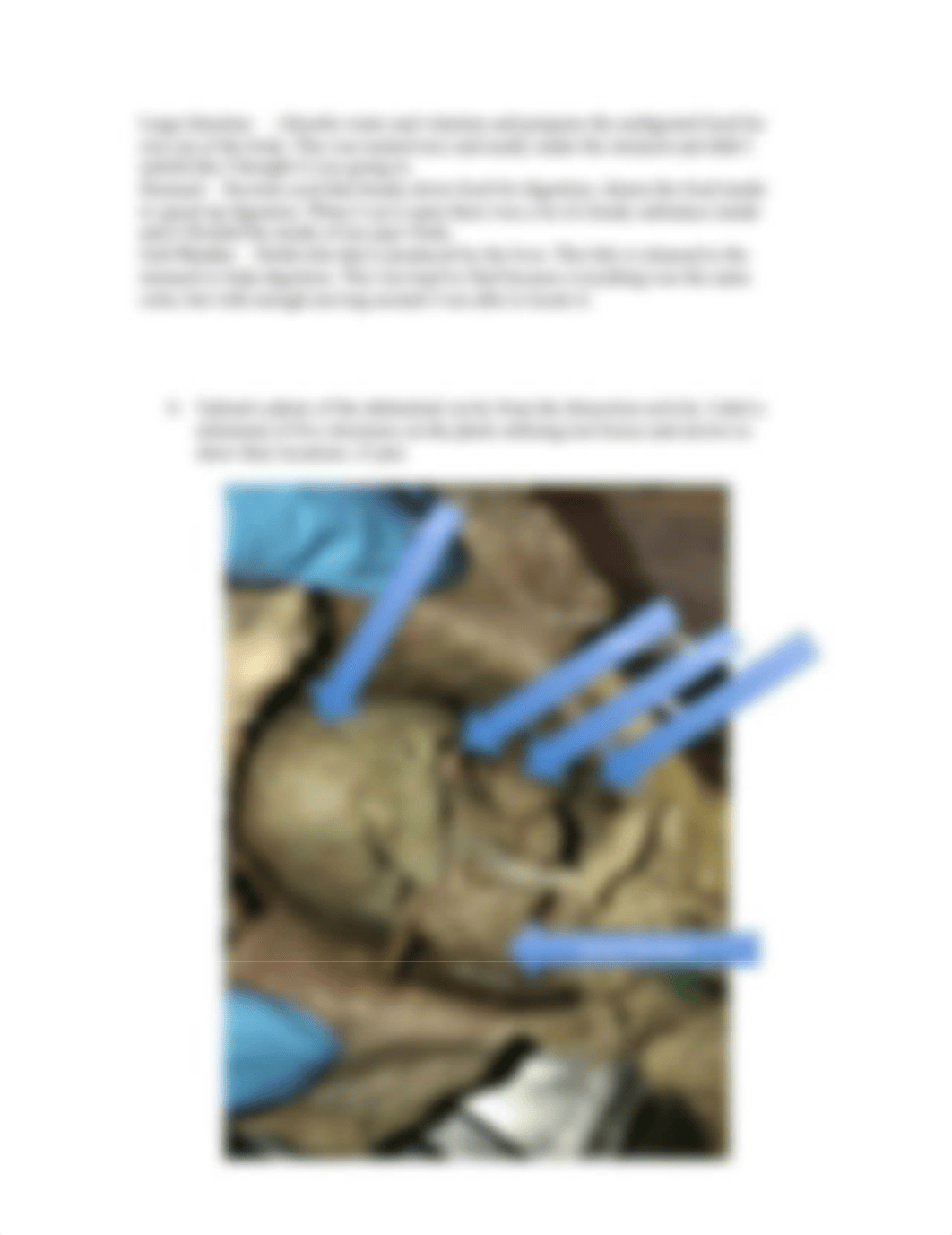 Moen_ Fetal Pig 1.docx_drj15bf9i2w_page2