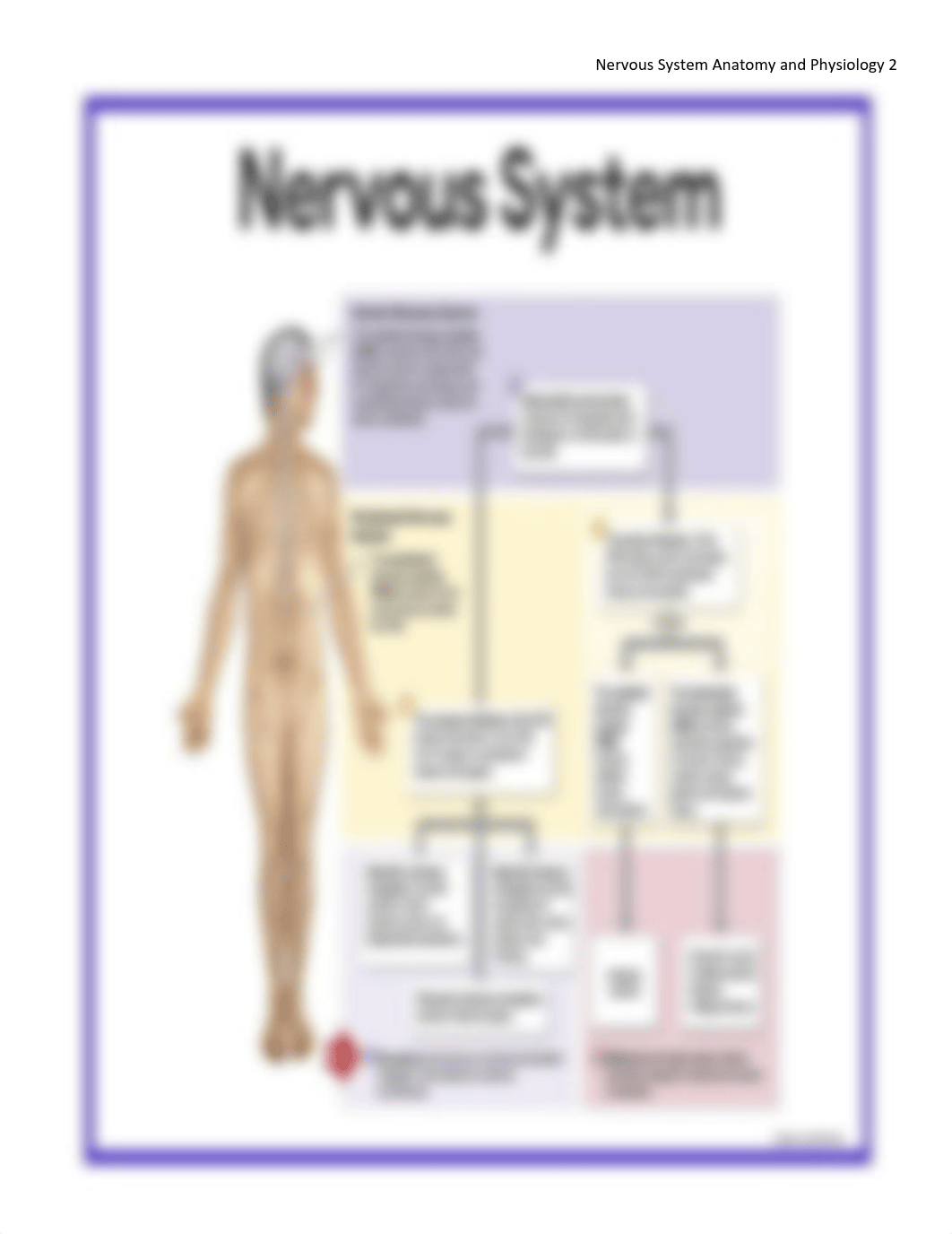 NURSESLABS~NERVOUS-SYSTEM-ANATOMY-AND-PHYSIOLOGY-docx.pdf_drj87vgkjz2_page2