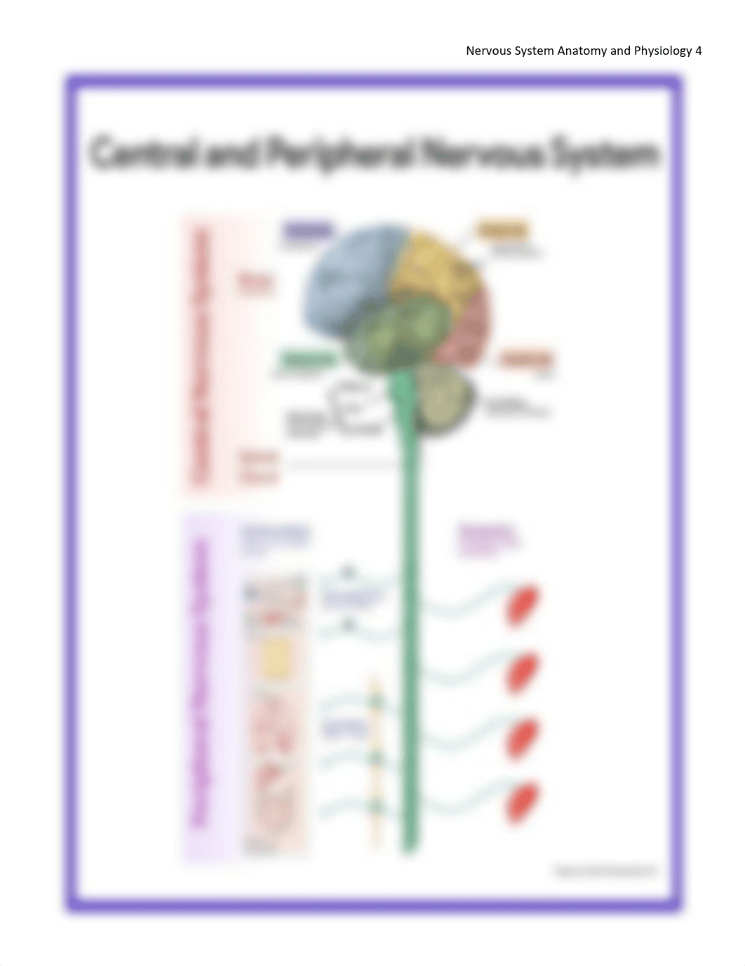 NURSESLABS~NERVOUS-SYSTEM-ANATOMY-AND-PHYSIOLOGY-docx.pdf_drj87vgkjz2_page4