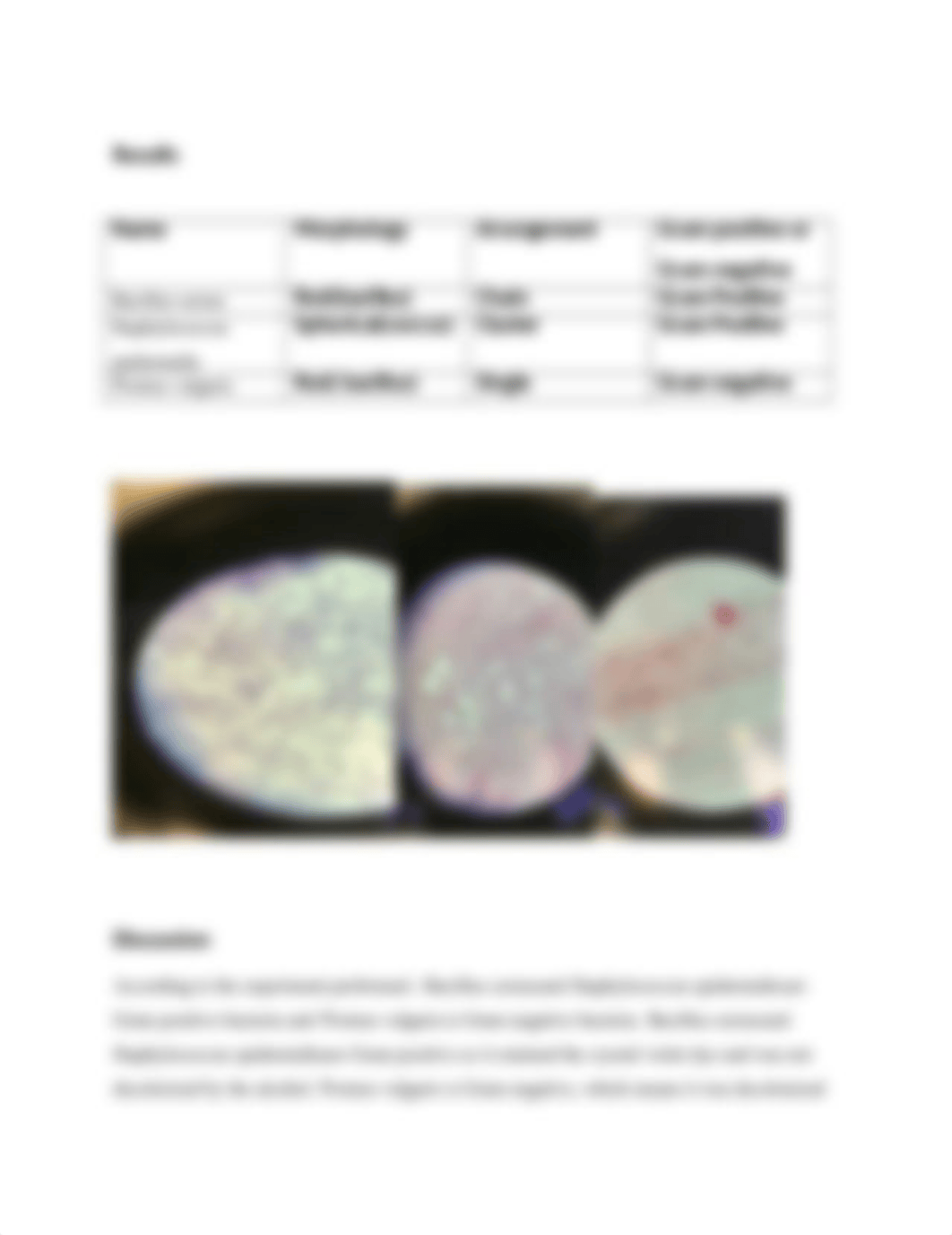 Lab report Gram staining .docx_drj8x6y0jhe_page2