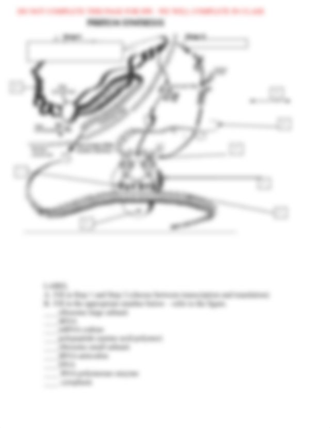 Copy_of_Transcription_and_translation_practice_worksheet_P3.pdf_drjd532ptjf_page2