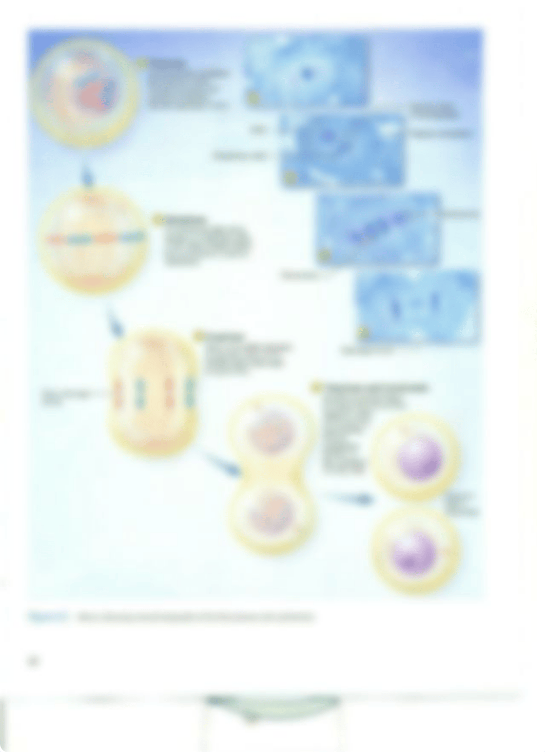 Chapter 4 Cell Cycle_drjh4teuak3_page4