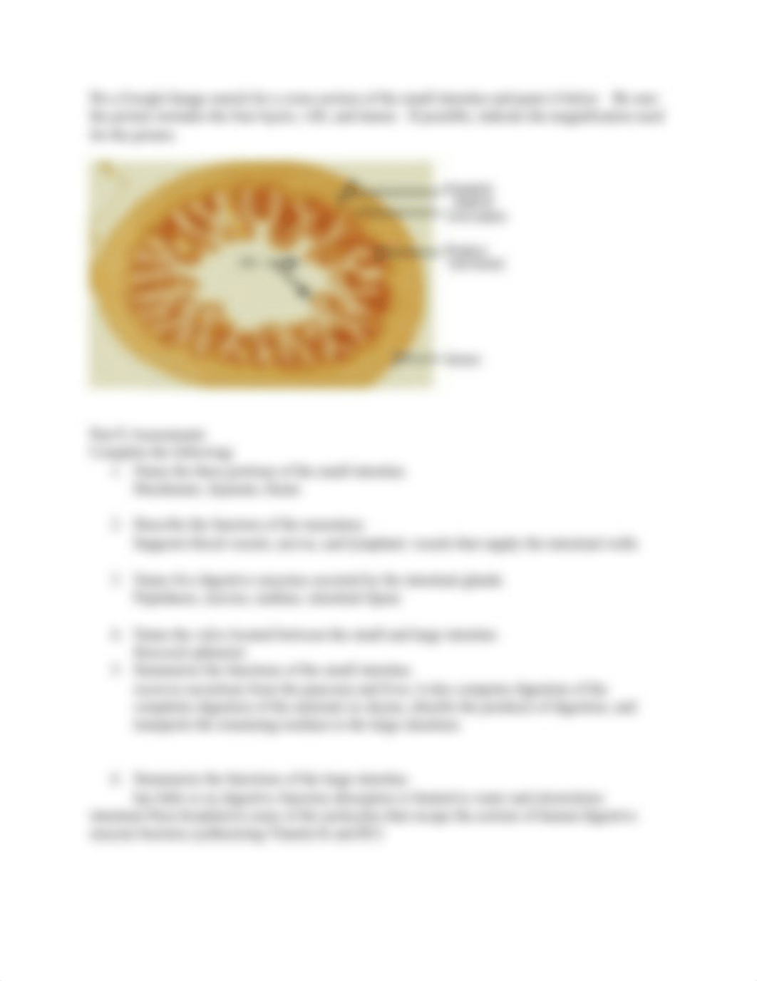 Digestive System Lab.docx_drkdhkiqjcl_page3