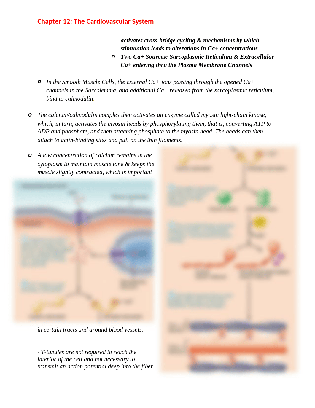 Chapter 12- The Cardiovascular System .docx_drkdyho1me2_page2