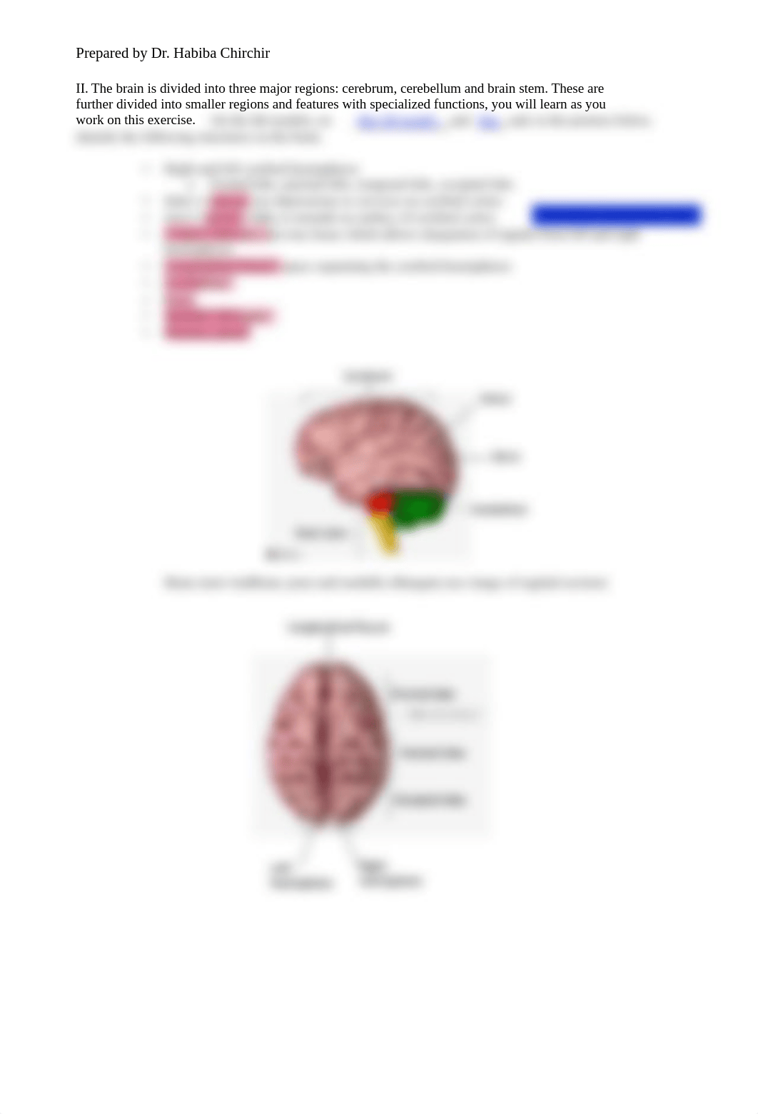 LAB 6 Brain & Spinal cord (1).pdf_drkf6b8ui4q_page3