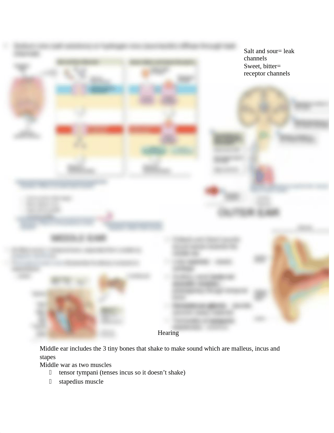 special Senses Chapter 15 11.28.18.docx_drkzcg3qpci_page1