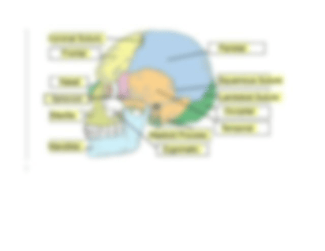 Skull Labeling.docx_drlefg9ax5y_page2