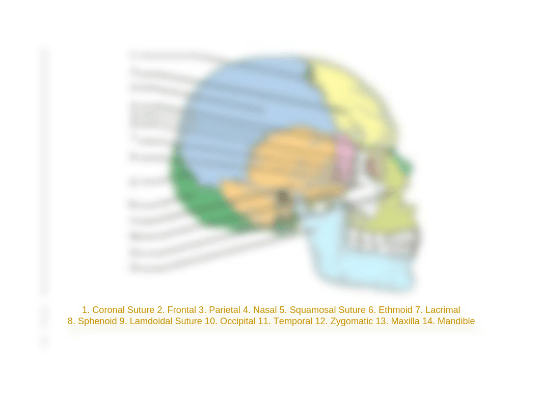 Skull Labeling.docx_drlefg9ax5y_page4