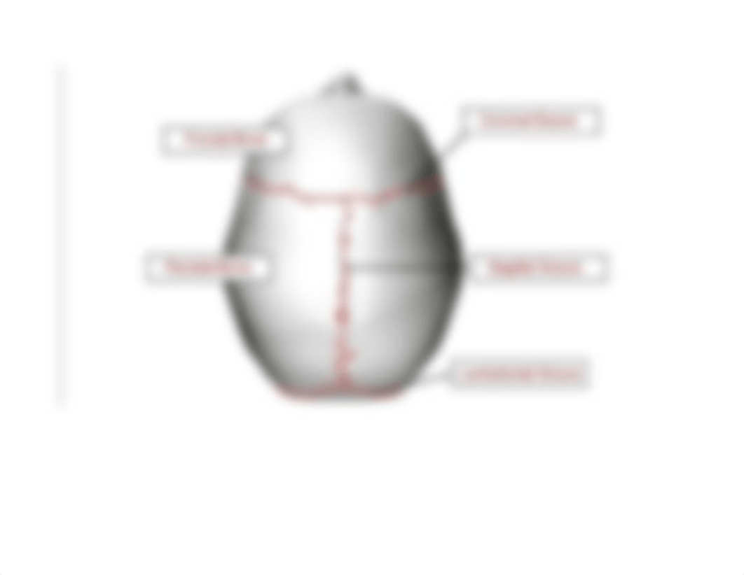 Skull Labeling.docx_drlefg9ax5y_page3