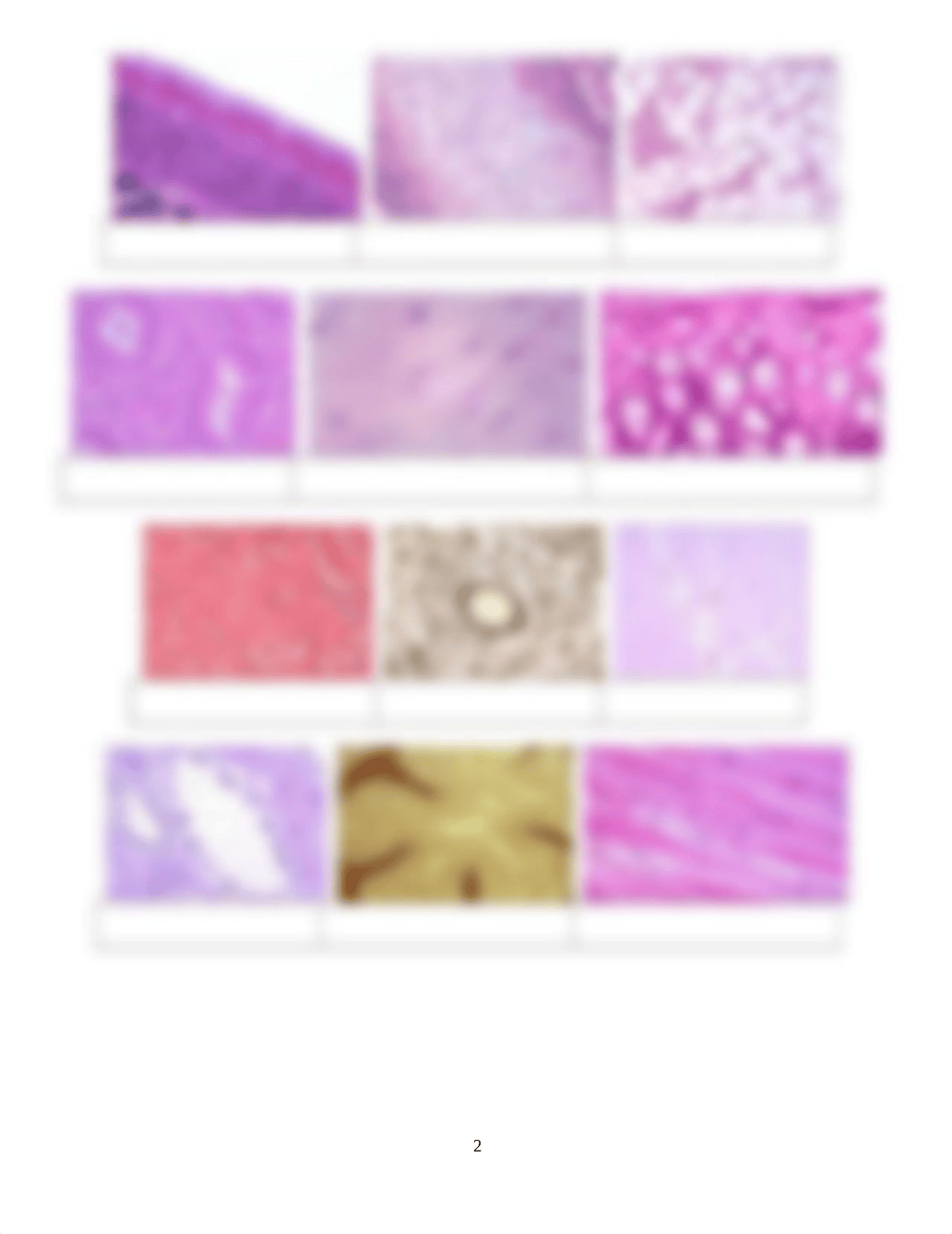 Lab 5 Tissues & Integumentary System.docx_drmu0ivzefz_page2