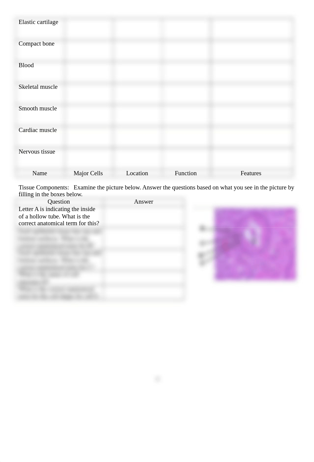 Lab 5 Tissues & Integumentary System.docx_drmu0ivzefz_page4