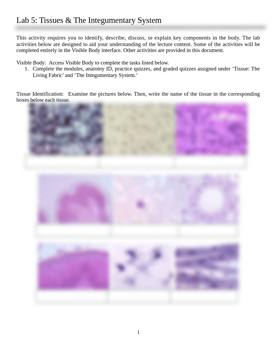 Lab 5 Tissues & Integumentary System.docx_drmu0ivzefz_page1