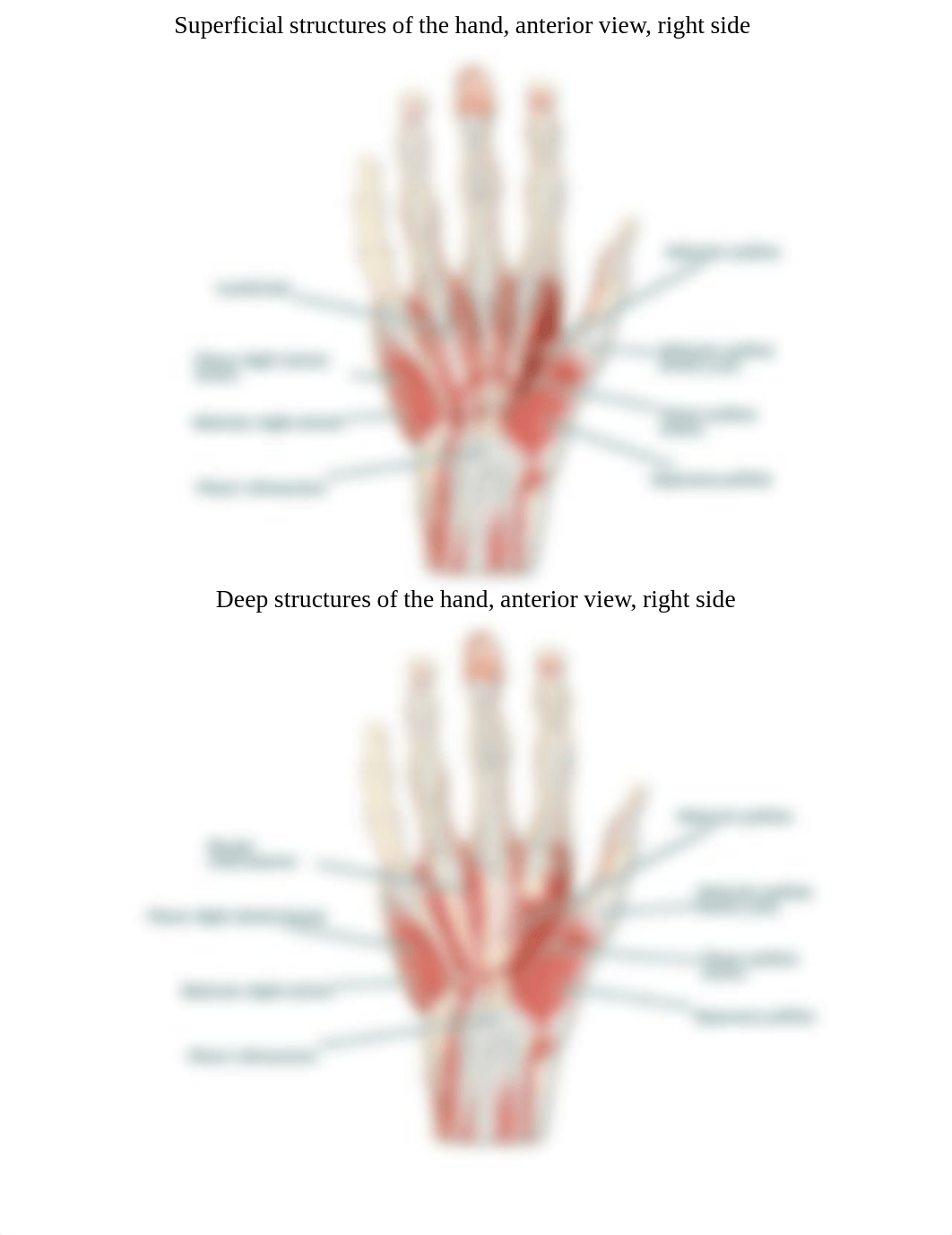 AnatomicalMuscles.pdf_drn3aydb9o5_page5