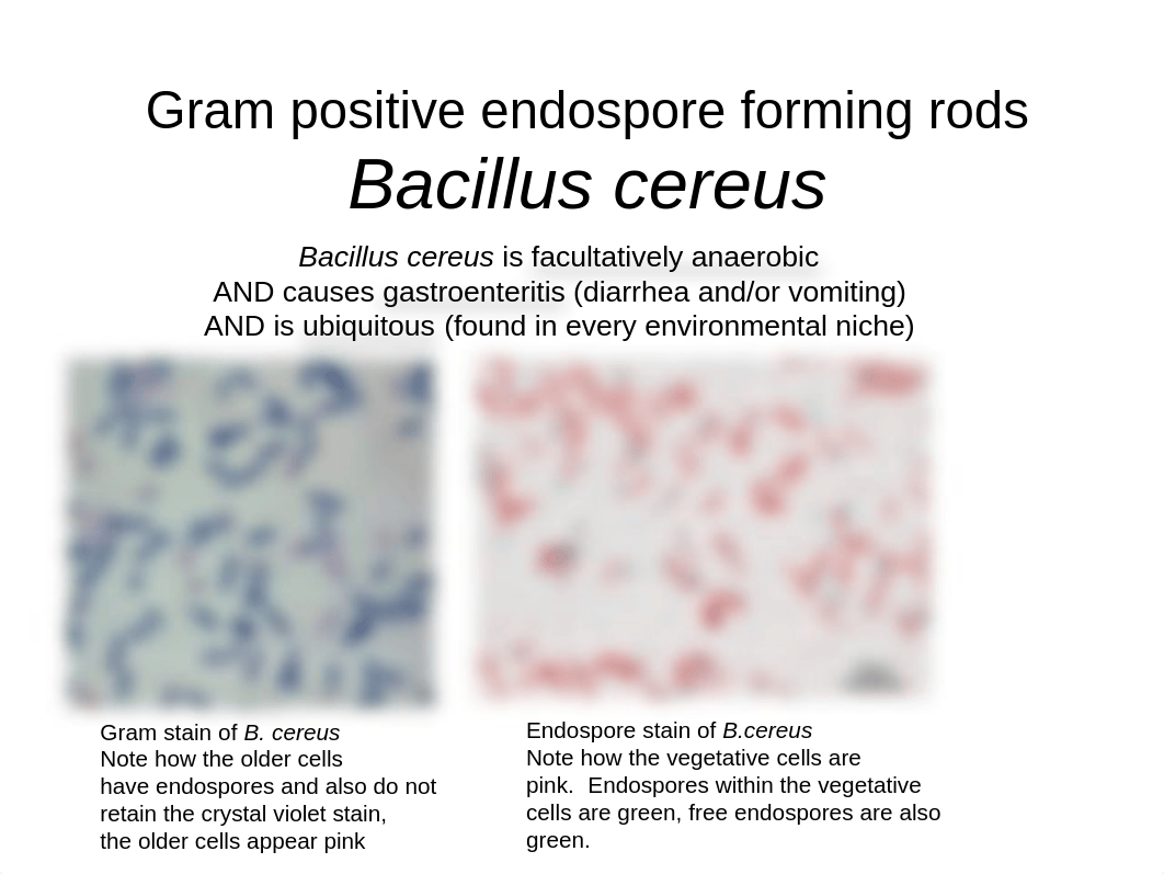 B. cereus and rice.ppt_dro4eoyr167_page1