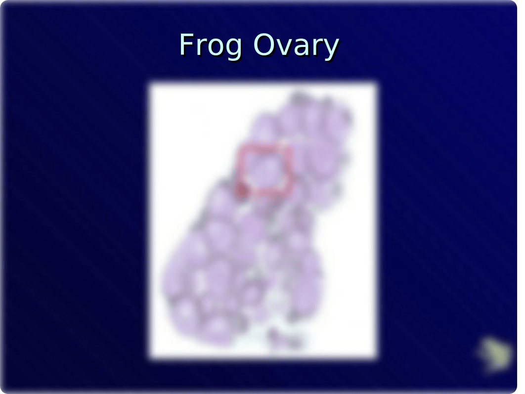 Frog Presentation_drohza3oyum_page3