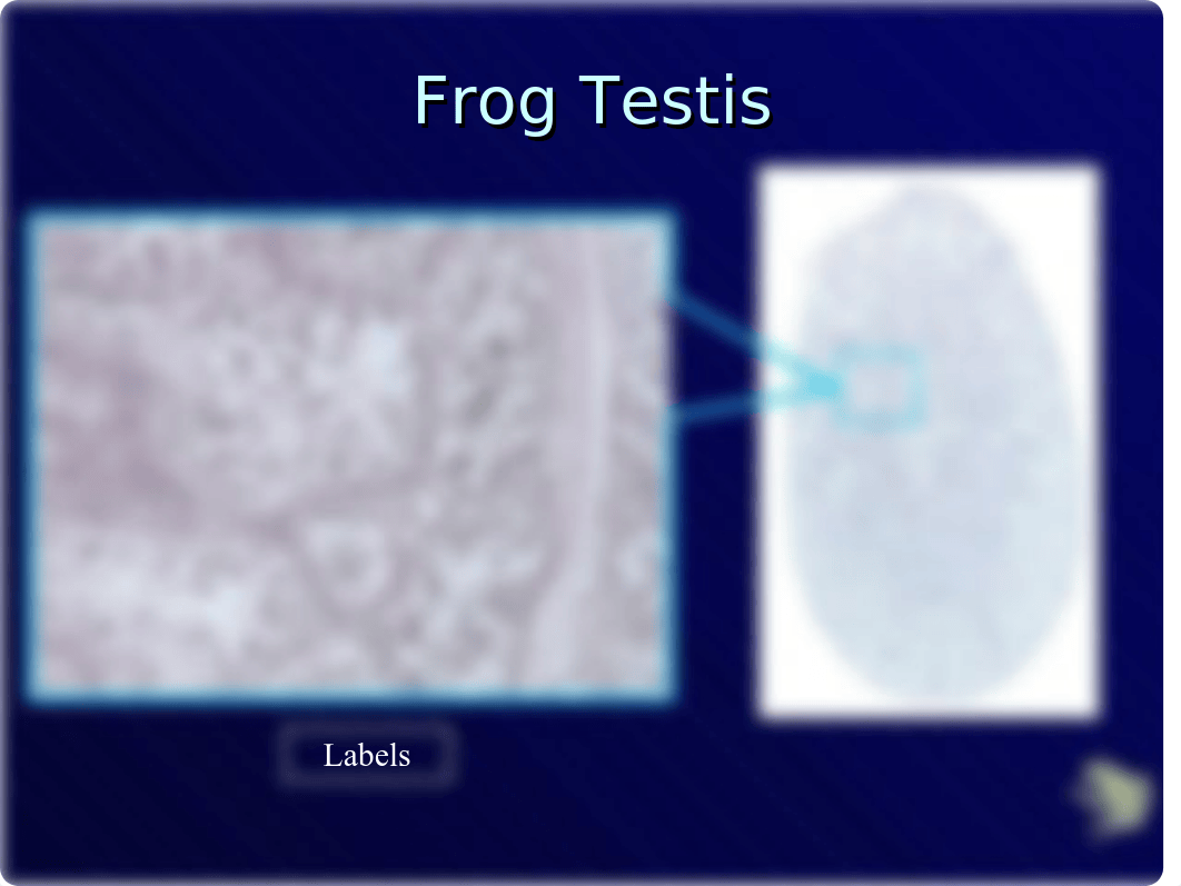 Frog Presentation_drohza3oyum_page2