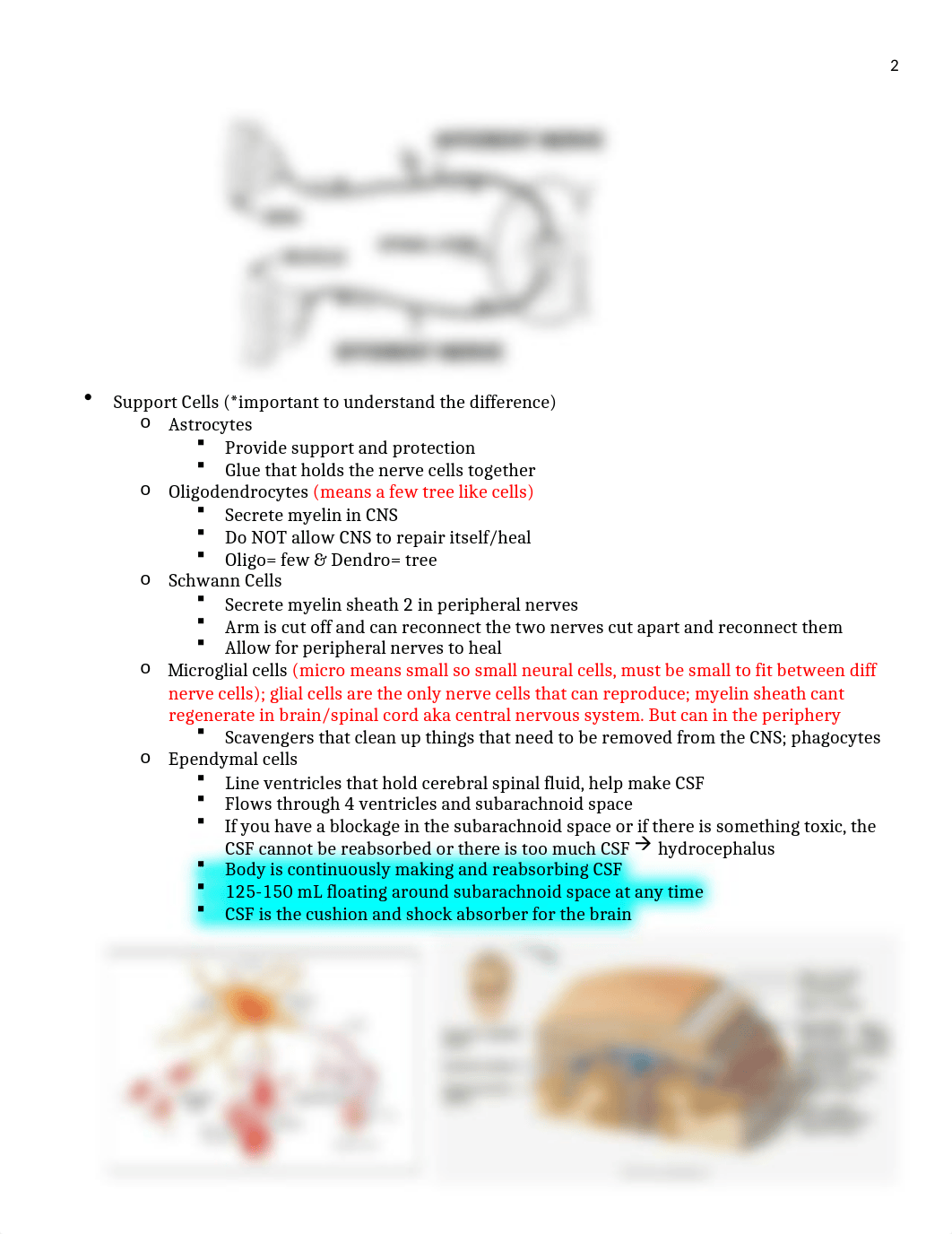 Exam 4 Neuro Notes.docx_drosbra3211_page2