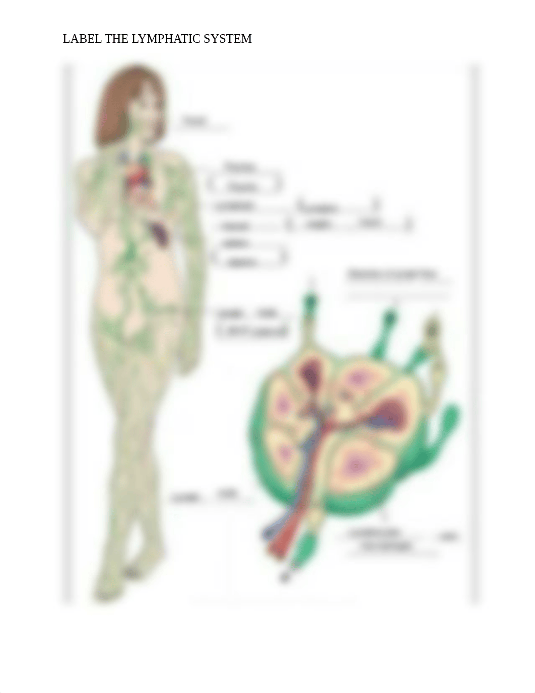 Chapter 7 Label the Lymphatic System.pdf_drpfkr27p9u_page1