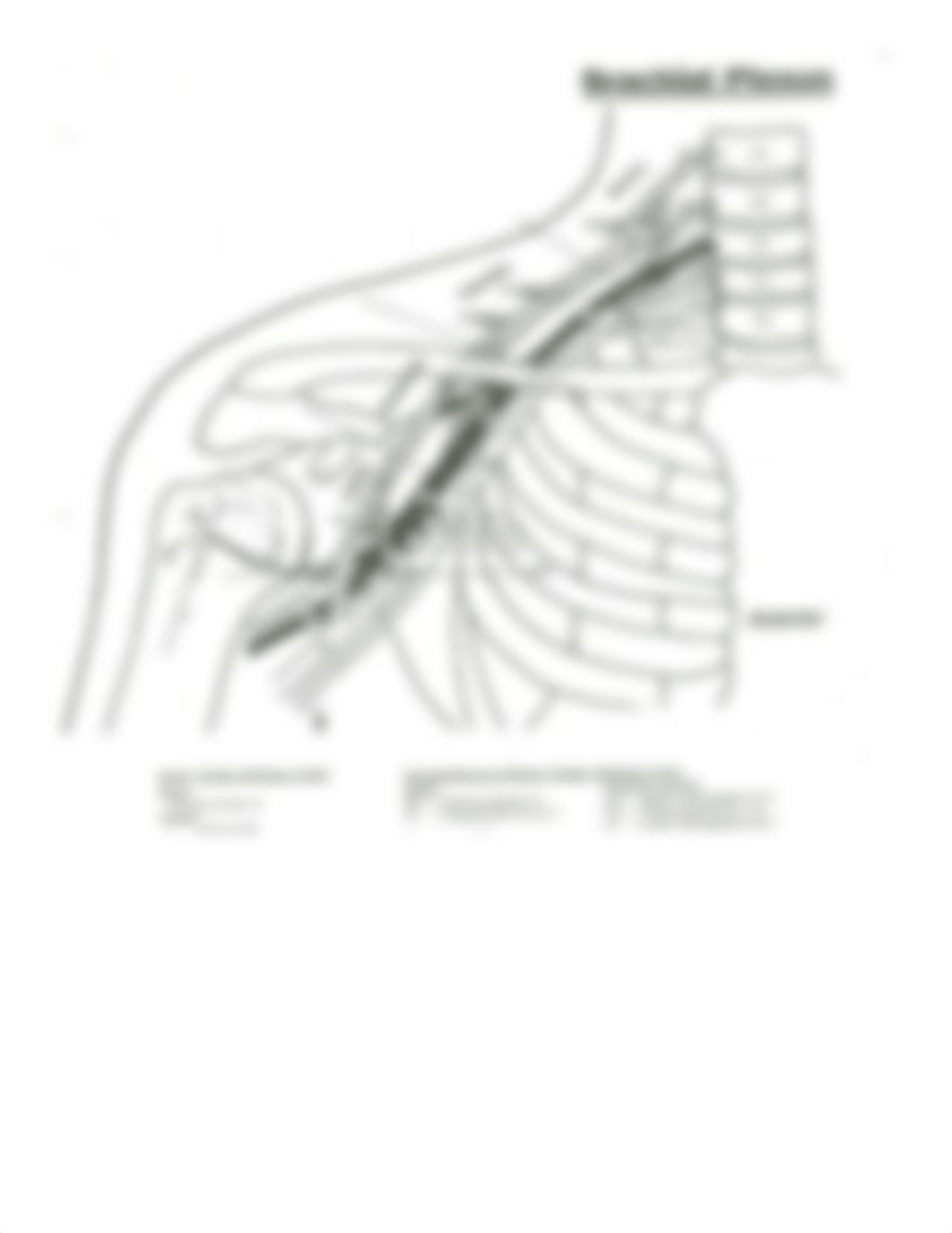 lab exam 1 study guide.docx_drpgna7pxz6_page4