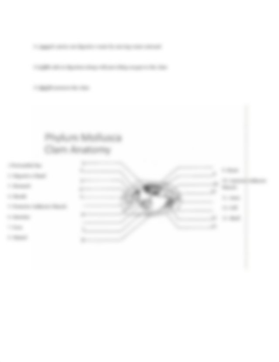 Phylim Mollusca - Clam Anatomy by Jacob Chiappetta.docx_drpw8fjgxqp_page2