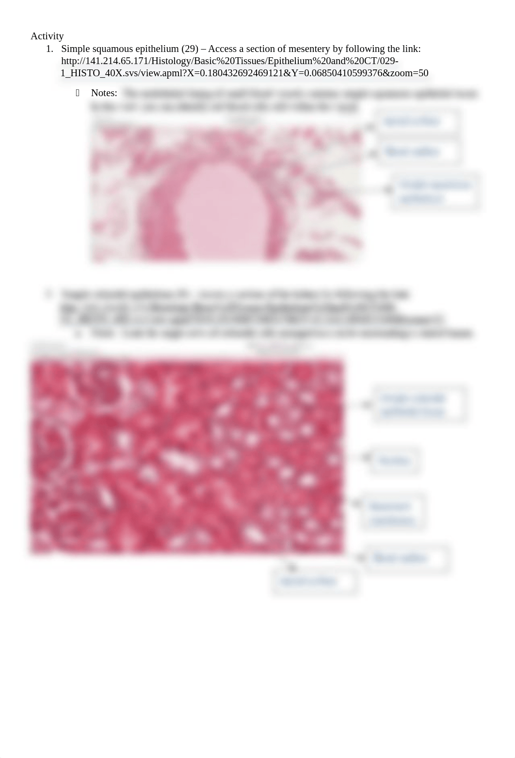 Tissue lab worksheet.pdf_drpw9cgbyyn_page3