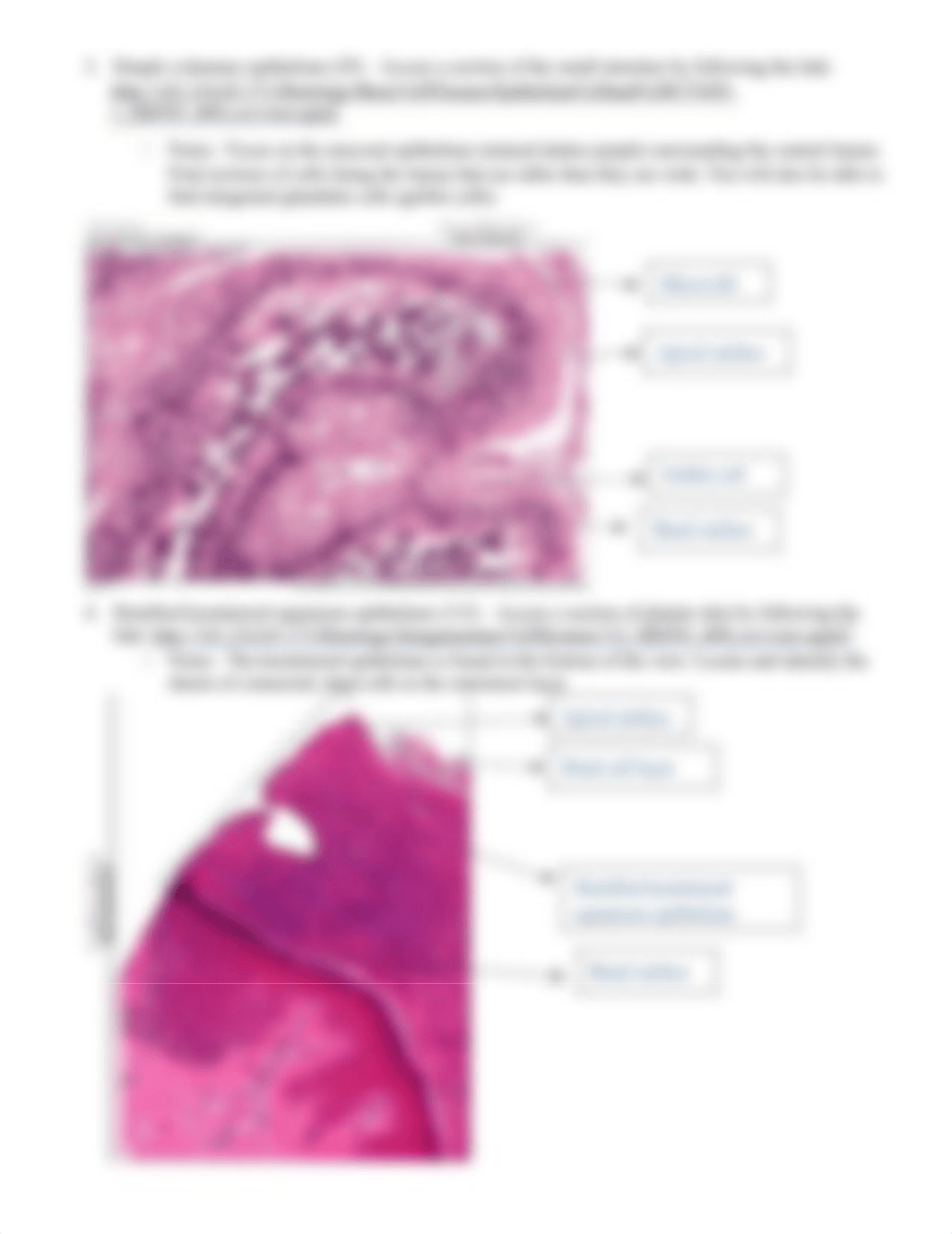 Tissue lab worksheet.pdf_drpw9cgbyyn_page4