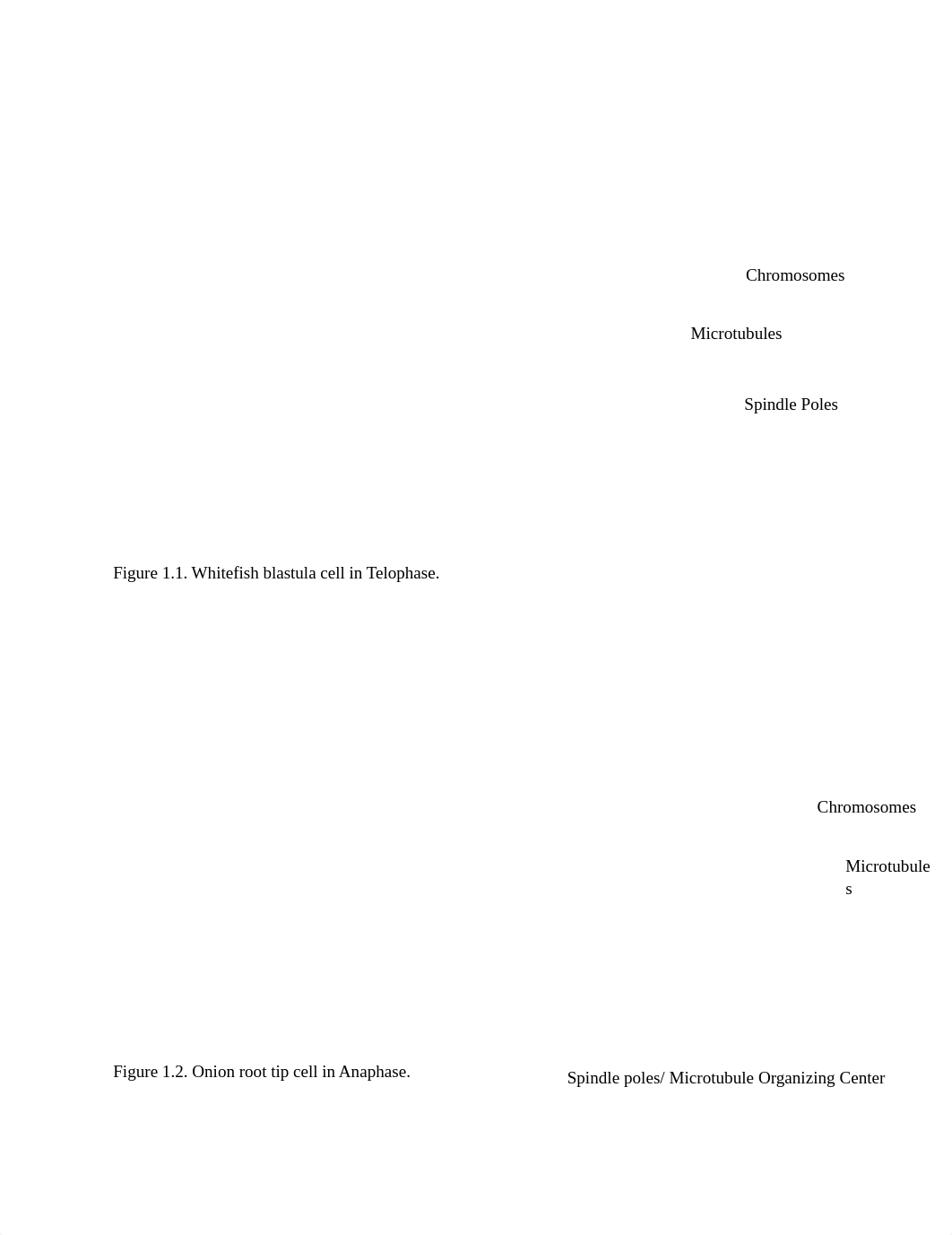 Mitosis Lab Pictures.docx_drq3cl9jqgt_page1