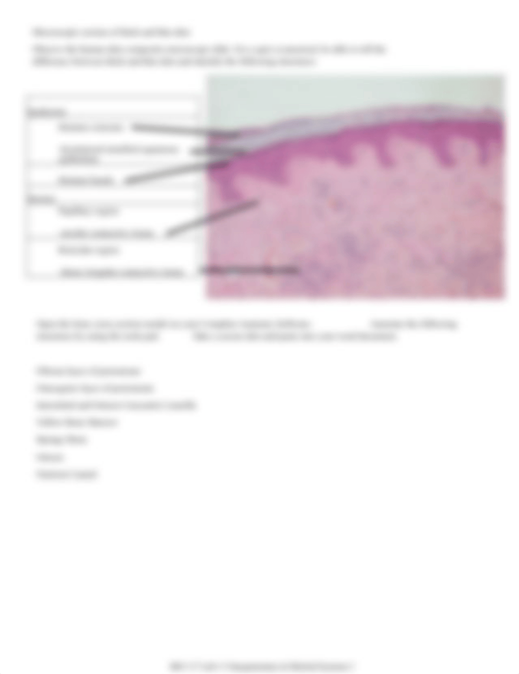 Lab 5 Integumentary System and Bone Tissue.pdf_drq5vhavp4r_page2