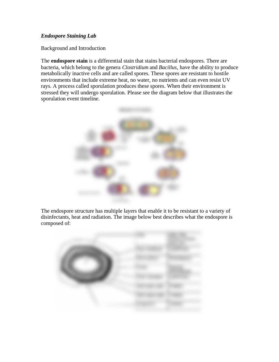 Chapter 7 - Endospore Staining Lab_drqbfjkzy80_page1