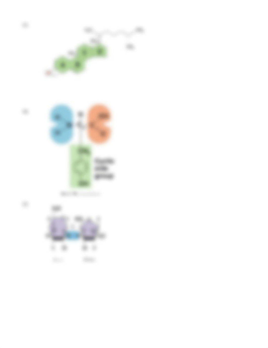 BIO223 Chapter 2 Review Sheet.docx_drqfyrvxoru_page3