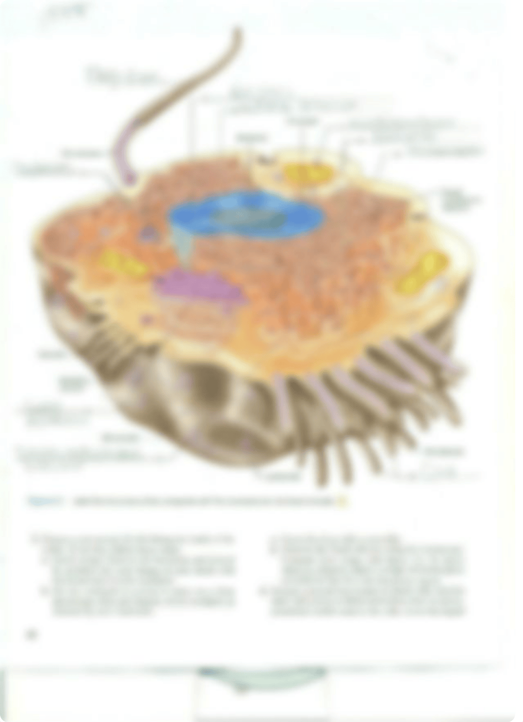 Chapter 3 Cell Structure and Function_drqzvpjrc4w_page2