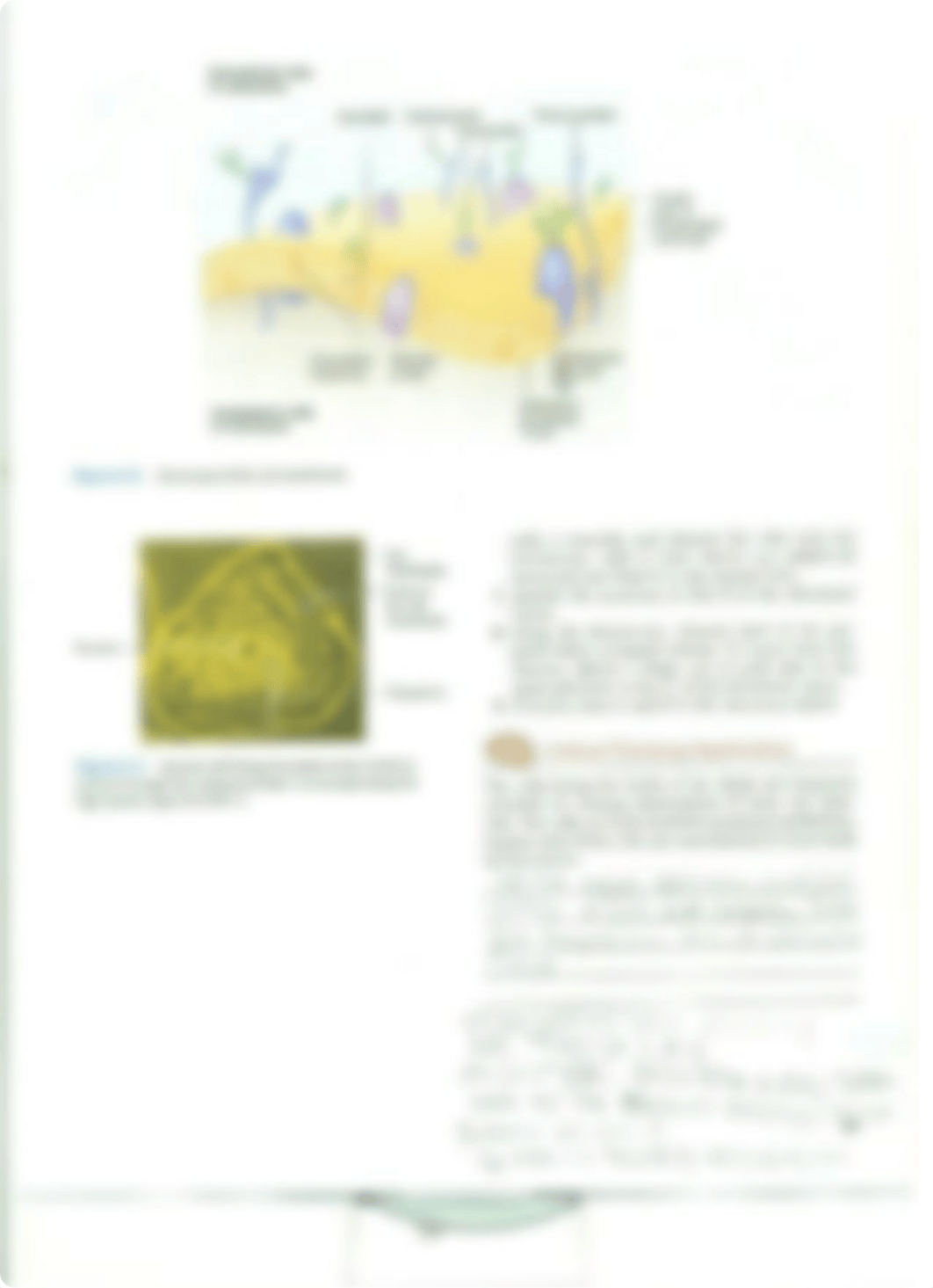 Chapter 3 Cell Structure and Function_drqzvpjrc4w_page3