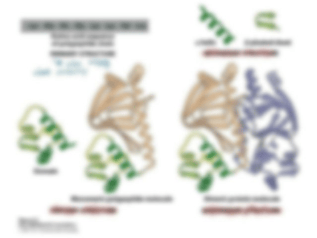 Unit 4-Antibodies-part 1-Structure.pdf_drr27va5vrt_page5